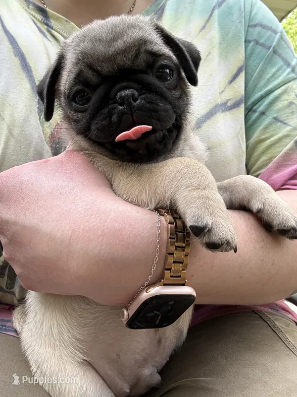AKC Patrick – Pug puppy for sale in Wausau, WI