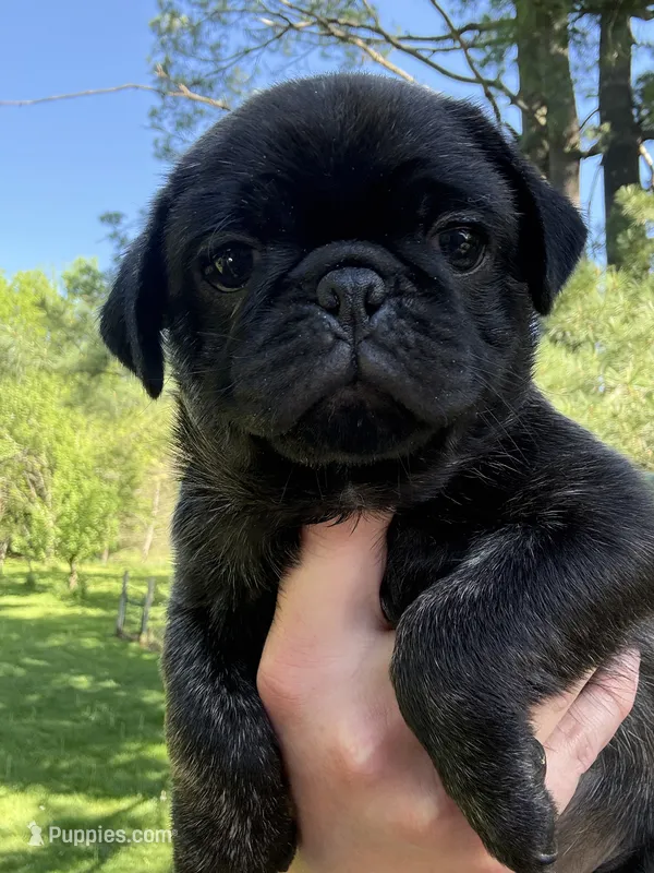 AKC Beau – Pug puppy for sale in Wausau, WI