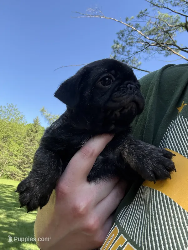 AKC Bolt – Pug puppy for sale in Wausau, WI
