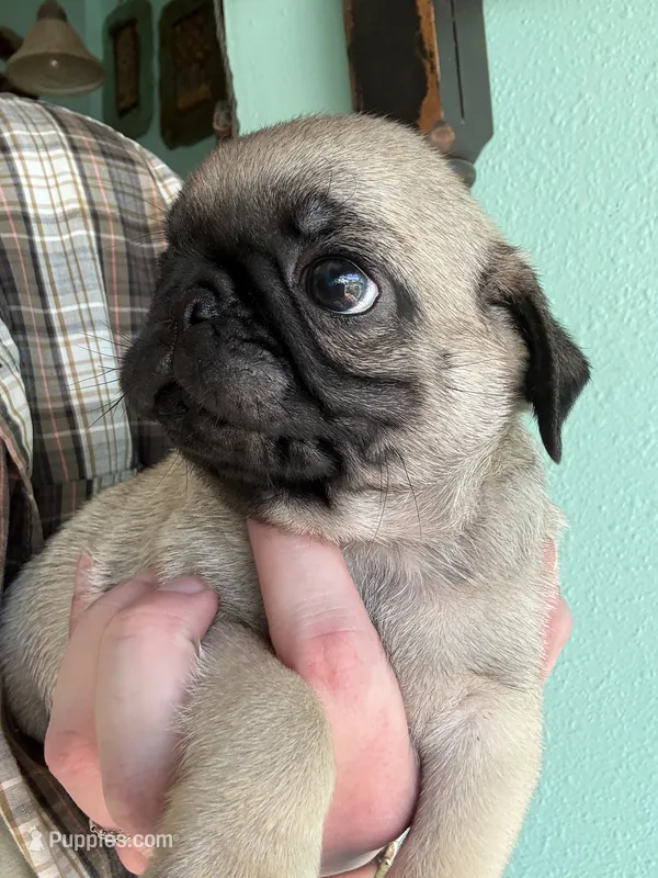 AKC Patrick – Pug puppy for sale in Wausau, WI
