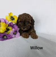 Willow , a female Shihpoo and Poodle - Miniature  for sale in Beach City, OH – 5 of 5