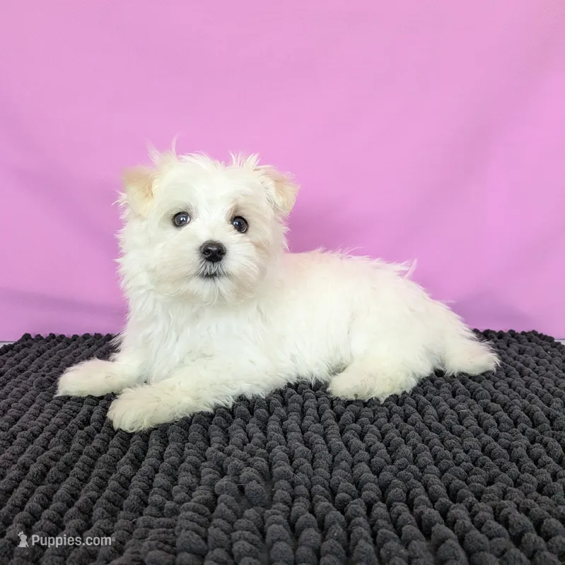 Peanut  – Maltese puppy for sale in Beach City, OH