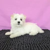 Peanut , a male Maltese for sale in Beach City, OH – 1 of 5