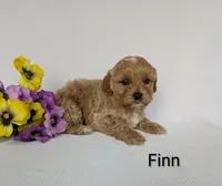 Finn, a male Shihpoo and Poodle - Miniature  for sale in Beach City, OH – 5 of 5