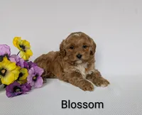 Blossom , a female Shihpoo and Poodle - Miniature  for sale in Beach City, OH – 3 of 6