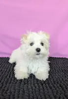 Peanut , a male Maltese for sale in Beach City, OH – 2 of 5