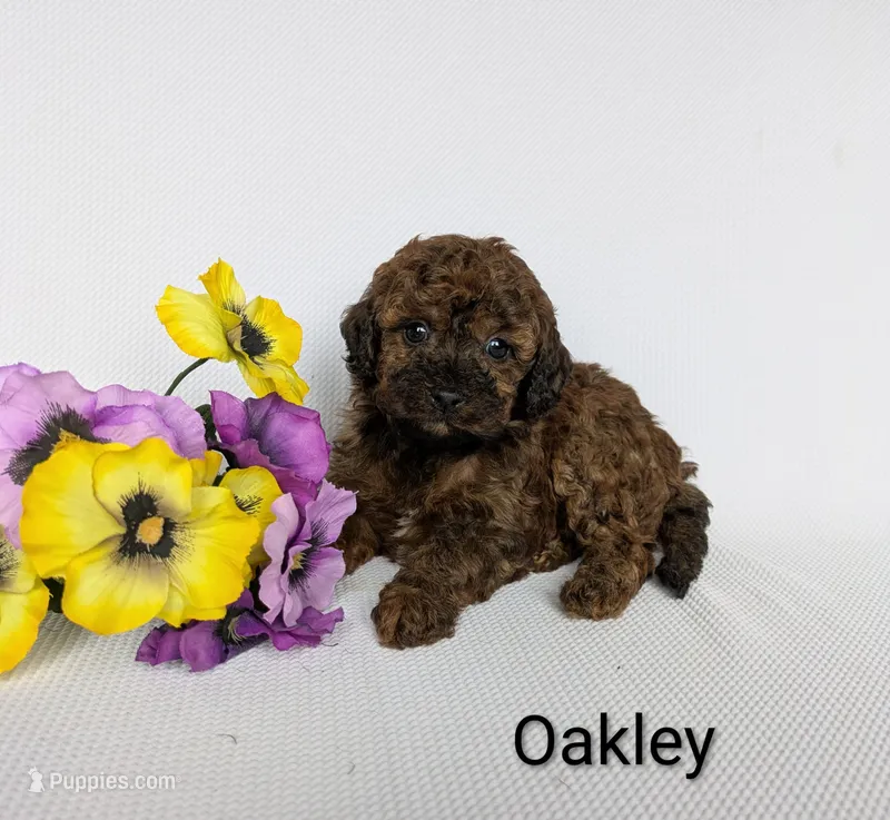 Oakley  – Shihpoo, Poodle - Miniature  puppy for sale in Beach City, OH