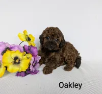Oakley , a female Shihpoo and Poodle - Miniature  for sale in Beach City, OH – 1 of 5