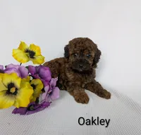 Oakley , a female Shihpoo and Poodle - Miniature  for sale in Beach City, OH – 2 of 5