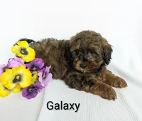 Galaxy , a male Shihpoo and Poodle - Miniature  for sale in Beach City, OH – 5 of 5