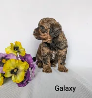Galaxy , a male Shihpoo and Poodle - Miniature  for sale in Beach City, OH – 4 of 7