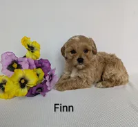 Finn, a male Shihpoo and Poodle - Miniature  for sale in Beach City, OH – 3 of 5