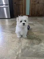 Peanut , a male Maltese for sale in Beach City, OH – 4 of 5