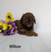 Willow , a female Shihpoo and Poodle - Miniature  for sale in Beach City, OH – 3 of 5