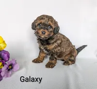 Galaxy , a male Shihpoo and Poodle - Miniature  for sale in Beach City, OH – 6 of 7