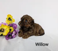 Willow , a female Shihpoo and Poodle - Miniature  for sale in Beach City, OH – 2 of 5