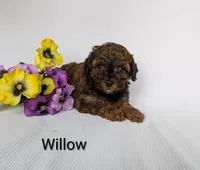 Willow , a female Shihpoo and Poodle - Miniature  for sale in Beach City, OH – 1 of 5