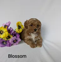 Blossom , a female Shihpoo and Poodle - Miniature  for sale in Beach City, OH – 4 of 6