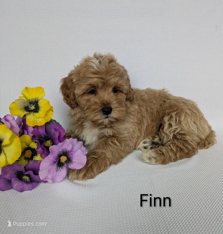 Finn – Shihpoo, Poodle - Miniature  puppy for sale in Beach City, OH