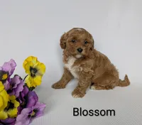 Blossom , a female Shihpoo and Poodle - Miniature  for sale in Beach City, OH – 6 of 6
