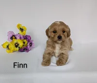 Finn, a male Shihpoo and Poodle - Miniature  for sale in Beach City, OH – 4 of 5