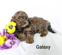 Galaxy , a male Shihpoo and Poodle - Miniature  for sale in Beach City, OH – 3 of 5