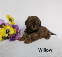 Willow , a female Shihpoo and Poodle - Miniature  for sale in Beach City, OH – 4 of 5