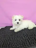 Peanut , a male Maltese for sale in Beach City, OH – 5 of 5