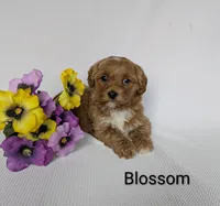 Blossom , a female Shihpoo and Poodle - Miniature  for sale in Beach City, OH – 5 of 6