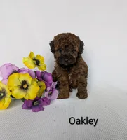Oakley , a female Shihpoo and Poodle - Miniature  for sale in Beach City, OH – 3 of 5