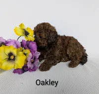 Oakley , a female Shihpoo and Poodle - Miniature  for sale in Beach City, OH – 5 of 5