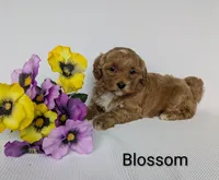 Blossom , a female Shihpoo and Poodle - Miniature  for sale in Beach City, OH – 2 of 6