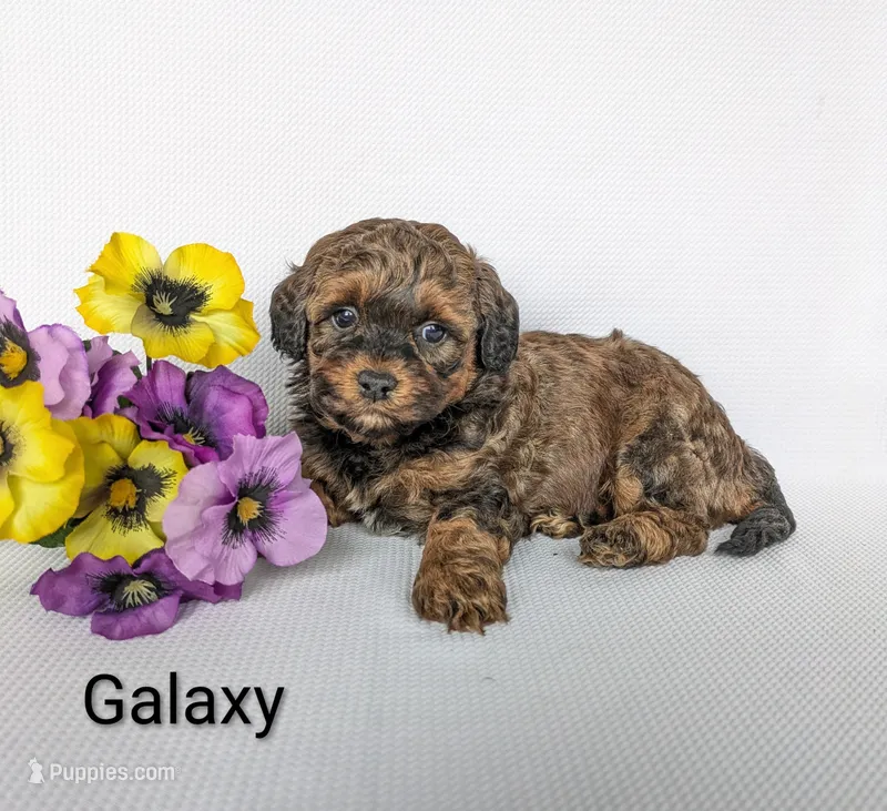 Galaxy  – Shihpoo, Poodle - Miniature  puppy for sale in Beach City, OH