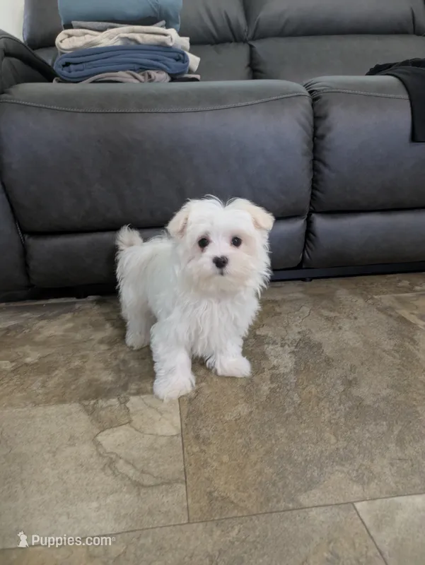 Prince  – Maltese puppy for sale in Beach City, OH