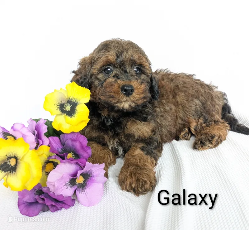 Galaxy  – Shihpoo, Poodle - Miniature  puppy for sale in Beach City, OH