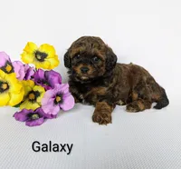 Galaxy , a male Shihpoo and Poodle - Miniature  for sale in Beach City, OH – 7 of 7