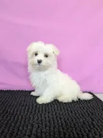 Prince , a male Maltese for sale in Beach City, OH – 3 of 5