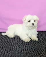 Prince , a male Maltese for sale in Beach City, OH – 5 of 5