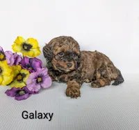 Galaxy , a male Shihpoo and Poodle - Miniature  for sale in Beach City, OH – 2 of 7