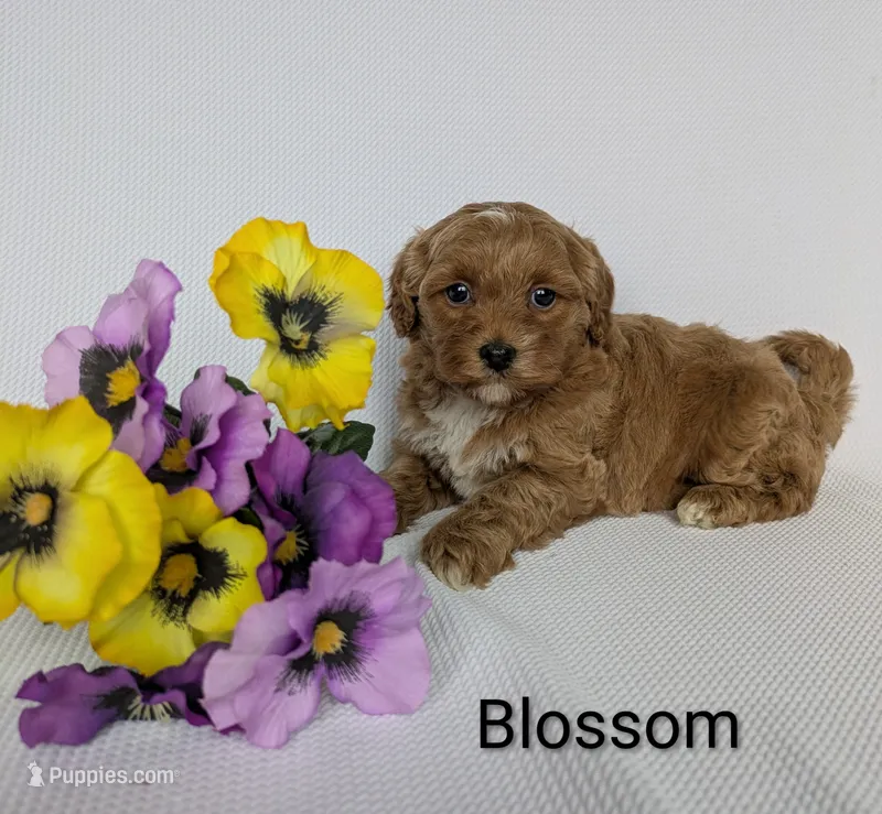 Blossom  – Shihpoo, Poodle - Miniature  puppy for sale in Beach City, OH