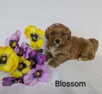 Blossom , a female Shihpoo and Poodle - Miniature  for sale in Beach City, OH – 1 of 6