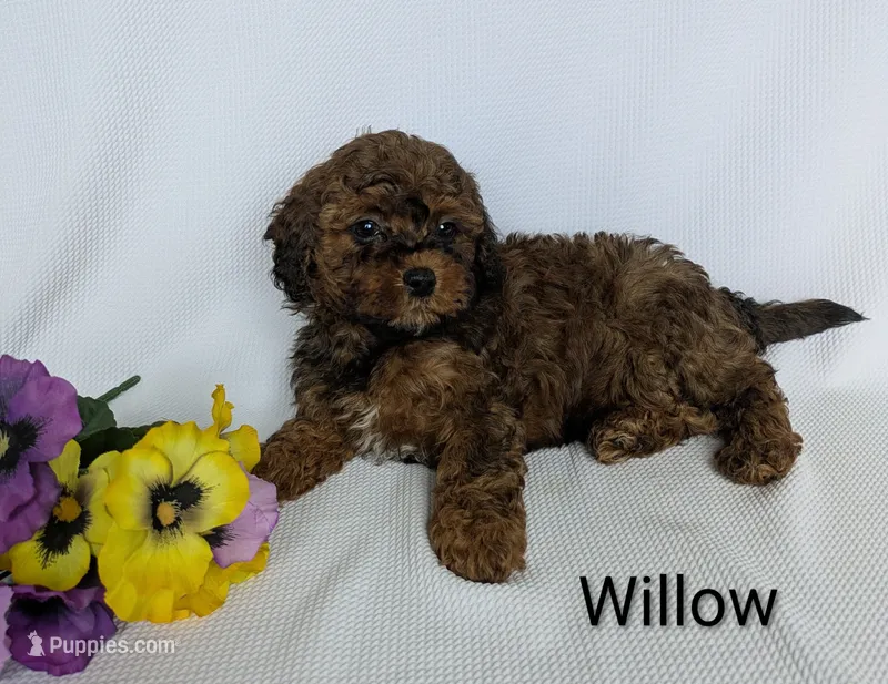 Willow  – Shihpoo, Poodle - Miniature  puppy for sale in Beach City, OH