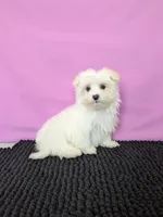 Prince , a male Maltese for sale in Beach City, OH – 4 of 5