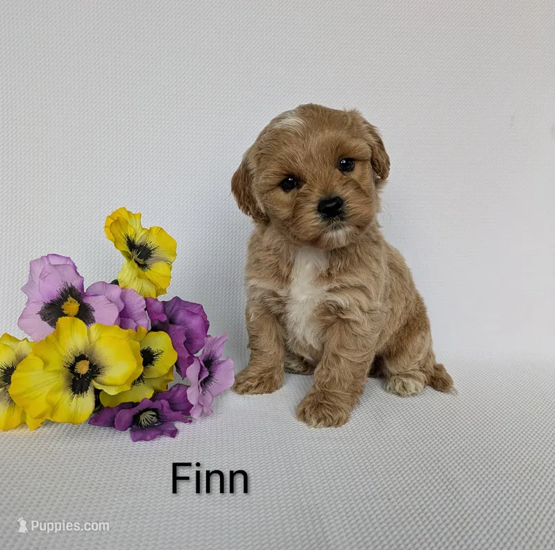 Finn – Shihpoo, Poodle - Miniature  puppy for sale in Beach City, OH