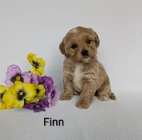 Finn, a male Shihpoo and Poodle - Miniature  for sale in Beach City, OH – 2 of 5