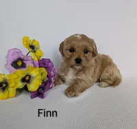 Finn, a male Shihpoo and Poodle - Miniature  for sale in Beach City, OH – 1 of 5
