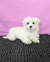 Prince , a male Maltese for sale in Beach City, OH – 2 of 5