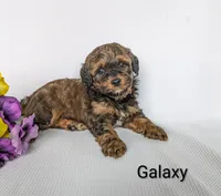 Galaxy , a male Shihpoo and Poodle - Miniature  for sale in Beach City, OH – 3 of 7