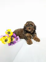 Galaxy , a male Shihpoo and Poodle - Miniature  for sale in Beach City, OH – 4 of 5