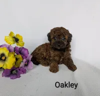Oakley , a female Shihpoo and Poodle - Miniature  for sale in Beach City, OH – 4 of 5